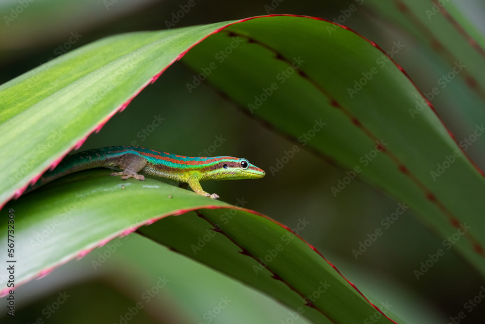 Mauritius ornate day gecko (Phelsuma ornata) in wild nature of Mauritius Mauritius ornate day gecko (Phelsuma ornata) in wild nature of Mauritius