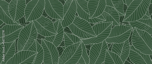 Luxury botanical green nature background vector. Floral leafy tropical pattern, green philodendron with monstera plant lines. Illustration for packaging, print, decor, banner.