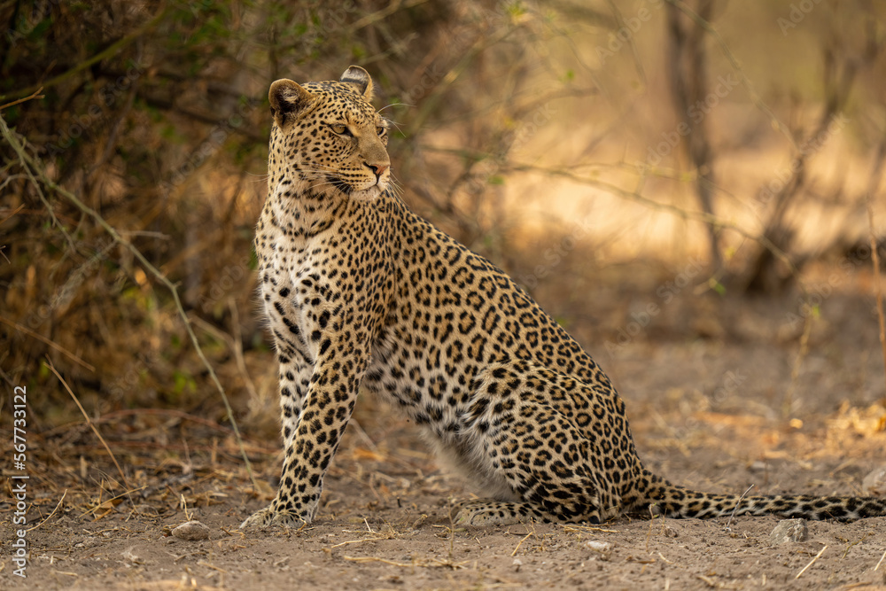 Close-up of leopard sitting looking over shoulder Close-up of leopard sitting looking over shoulder