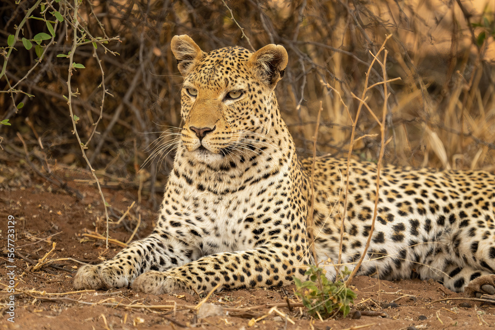 Naklejka premium Close-up of leopard lying on sandy ground