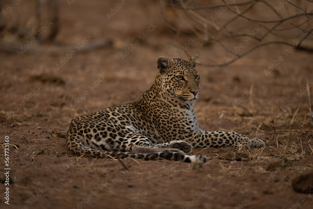 Leopard lies turning head beside branches Leopard lies turning head beside branches