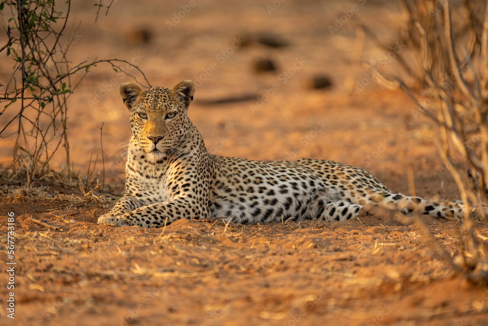 Obraz premium Leopard lies between bushes staring at camera