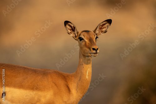 Close-up of female common impala chewing grass