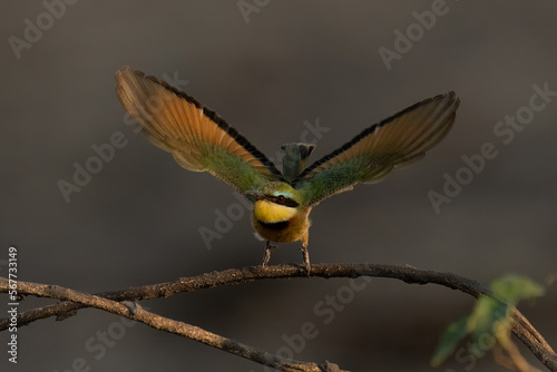 Little bee-eater takes off from thin branch