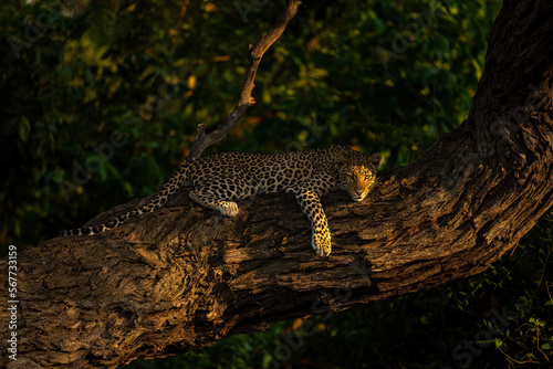 Leopard lies on thick branch watching camera