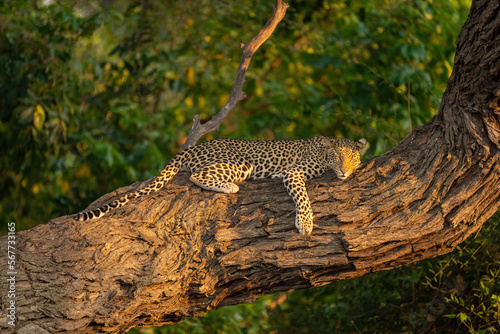 Leopard lies sleeping on branch in sunshine