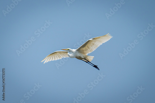 Great egret glides under perfect blue sky