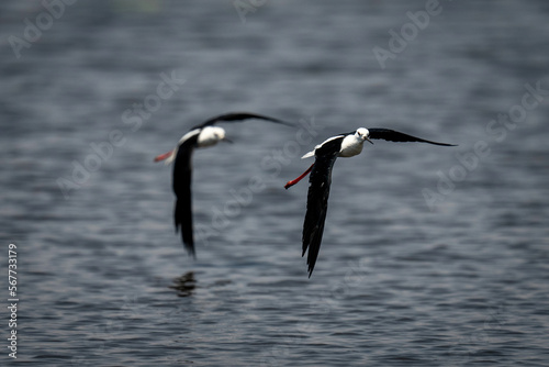Two black-winged stilts fly low over river