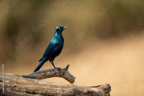 Greater blue-eared starling on branch in profile © Nick Dale