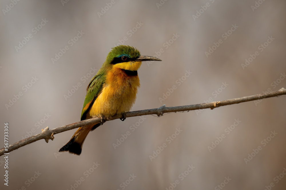 Obraz premium Little bee-eater shows catchlight on thin branch