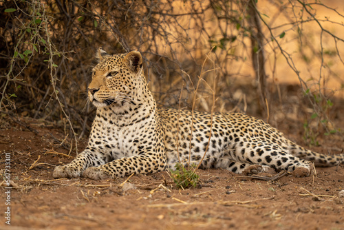 Leopard lies by bush with head lifted