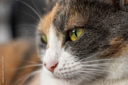 close up of a tri color cat