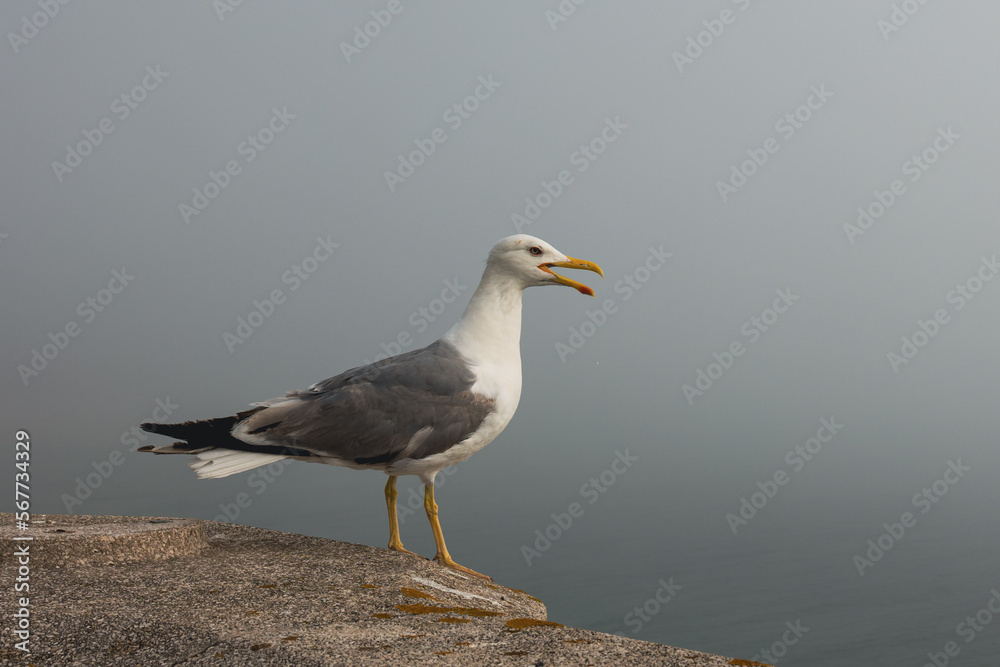 Fototapeta premium A close-up gaviot bird sits on the parapet in foggy weather with its beak open.