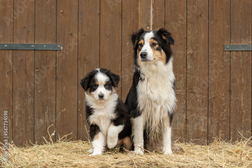 Une chienne de race berger australien avec son chiots bébé dans un élevage 