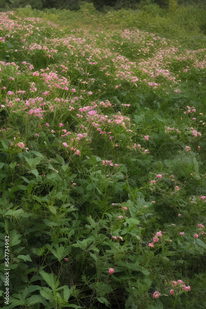 Fototapeta premium a flower of invasive plants - generative ai
