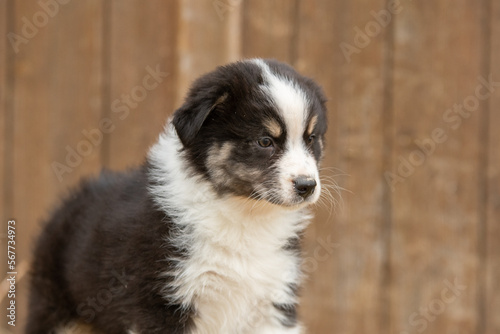 Chiot de race berger australien dans un élevage 