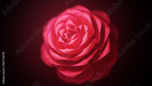 Blooming Red Rose