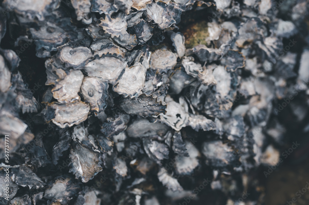 The surface and texture of oysters perched on rock selective focus blurred background The surface and texture of oysters perched on rock selective focus blurred background