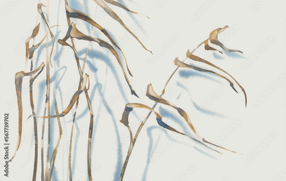 Dried water grass with a shadow on white watercolor background Dried water grass with a shadow on white watercolor background