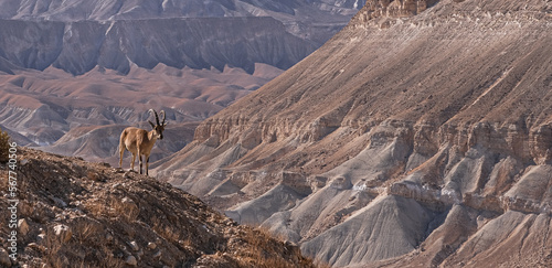 Bild auf Leinwand Nubian ibex standing on the edge of Nahal Zin canyon, Sde Boker field school, Ne