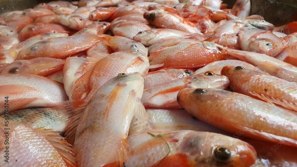 Fish ready to take to the supermarket Fish ready to take to the supermarket