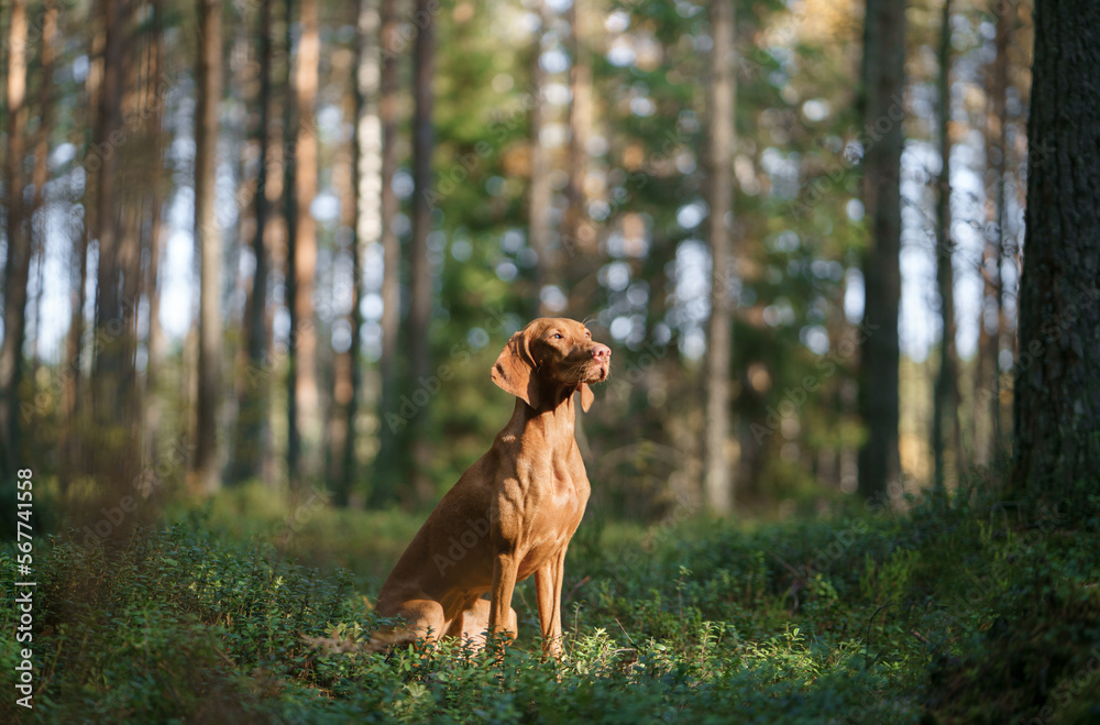 Hungarian Vizsla in the forest. Pet in nature. Atmospheric photo in woods