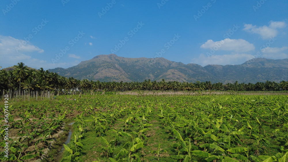 Plantain farming in Kanyakumari district, western ghats mountain range, Tamil Nadu Plantain farming in Kanyakumari district, western ghats mountain range, Tamil Nadu