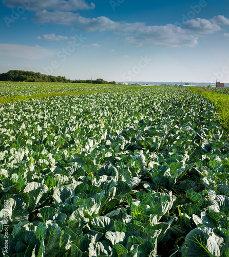 cabbage rows onplantation, agriculture landscape with beautiful sky