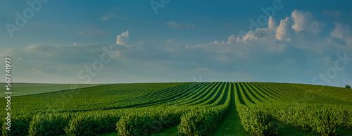 rows of black currant bushes, panorama of fruit plantations under the blue sky