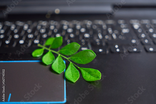 Laptop keyboard with plant growing on it. Carbon efficient technology. Digital sustainability