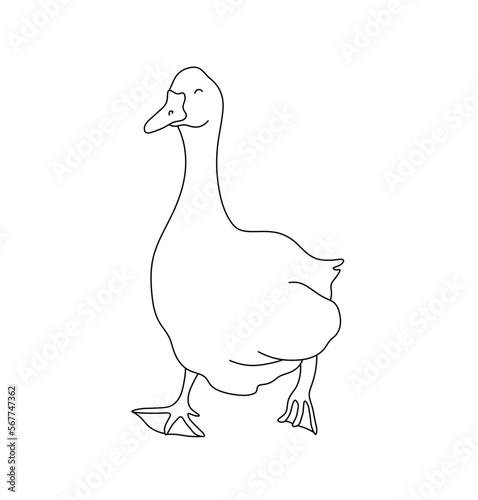 Vector isolated one single cute cartoon funny goose  colorless black and white contour line easy drawing