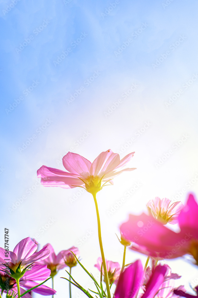 flower cosmos purple in garden with blurred background and morning light. Bright and beautiful.
flower cosmos purple in garden with blurred background and morning light. Bright and beautiful.