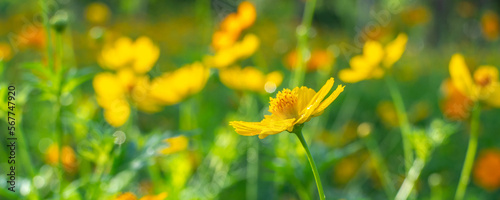 flowers cosmos yellow Beautiful in a field full of yellow cosmos flowers and morning light