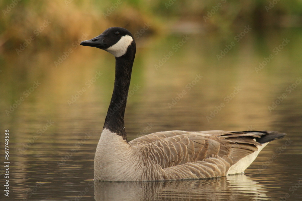 Canada goose on pond with reflection Canada goose on pond with reflection