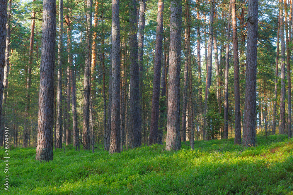 A beautiful natural pine forest in Northern Europe A beautiful natural pine forest in Northern Europe