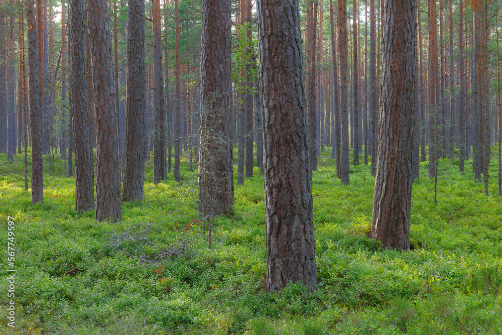 Fototapeta premium A beautiful natural pine forest in Northern Europe