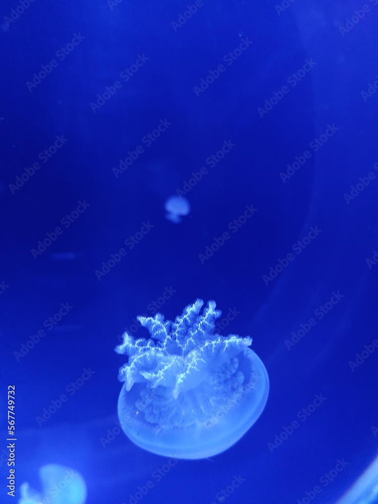 Watching jellyfish in big aquarium in Prague in Czech republic, many types of transparent jellyfish in blue water Watching jellyfish in big aquarium in Prague in Czech republic, many types of transparent jellyfish in blue water