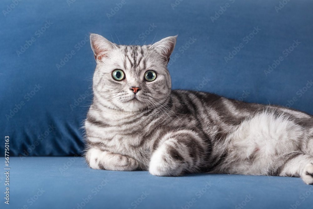 Kitten British shorthair silver tabby cat on couch at home Kitten British shorthair silver tabby cat on couch at home