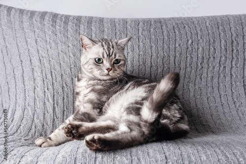 Fotografie Kitten British shorthair silver tabby cat play at home