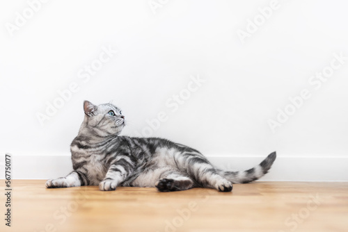 Obraz na plátně Kitten British shorthair silver tabby cat at home