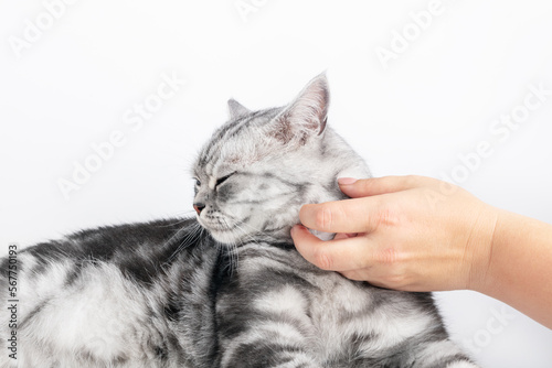 Stroking a kitten British shorthair silver tabby cat