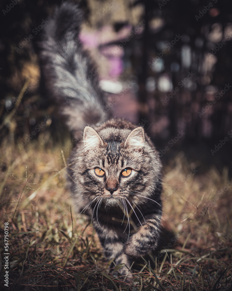 gray cat hunting in the field gray cat hunting in the field