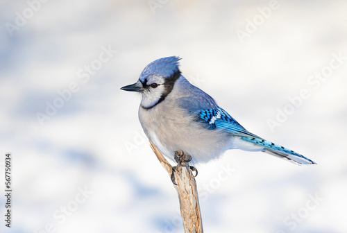 Blue Jay (Cyanocitta cristata) perched on a branch on a cold Canadian winter day. © Jim Cumming