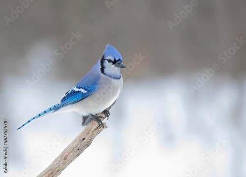 Blue Jay (Cyanocitta cristata) perched on a branch on a cold Canadian winter day. © Jim Cumming