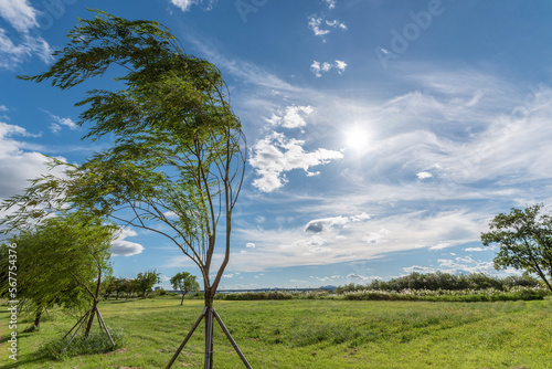 landscape with trees