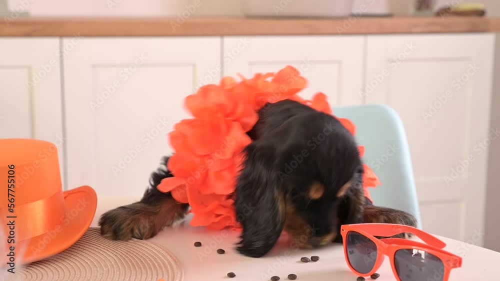 Funny little puppy in accessories King's Day in Holland. Traditional Dutch feast in April of the Orange King. High quality 4k footage
