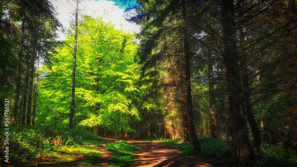 Obraz premium Trees in the sunshine