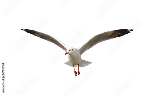 Fotografie, Tablou Beautiful seagull flying isolated on transparent background png file