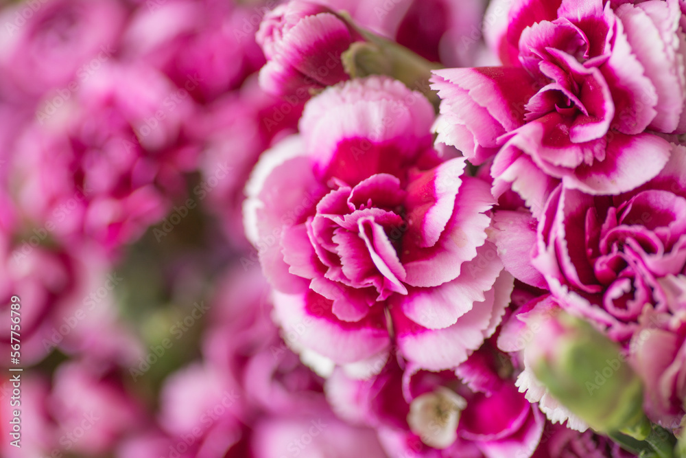 pink carnation Assorted Flowers blooming macro photography pink carnation Assorted Flowers blooming macro photography