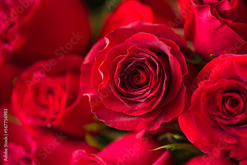 Red roses Assorted Flowers blooming macro photography